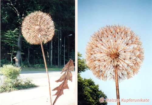 Pusteblume