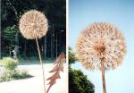 Pusteblume